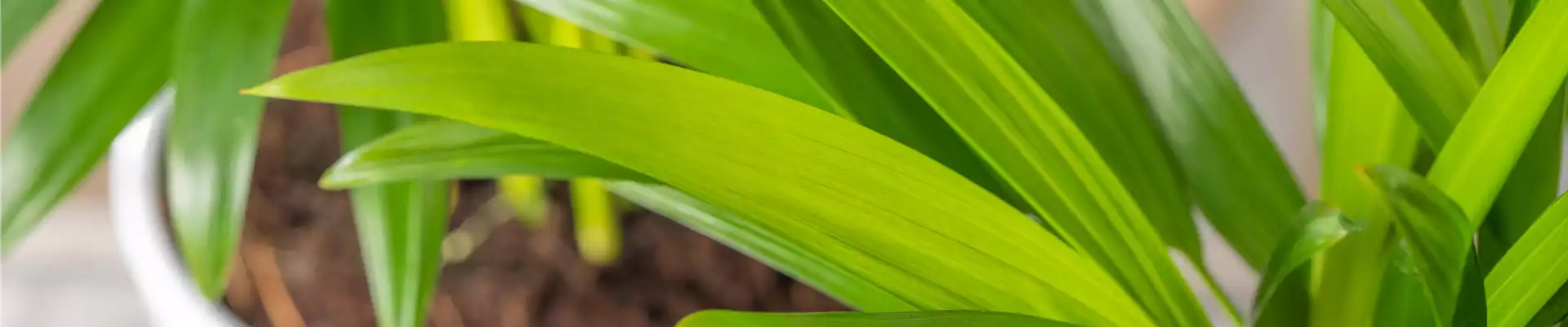 Chrysalidocarpus lutescens