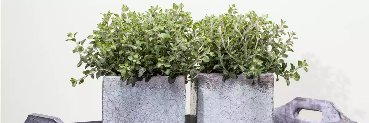 Origanum vulgare