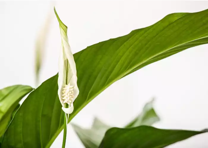 ZIMMERPFLANZEN IN WEISS ZIMMERPFLANZEN IN WEISS