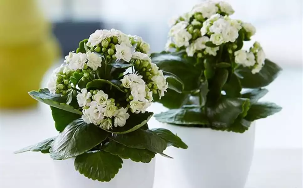 Dekorative Gestaltungselemente - Bepflanzte Schalen Dekorative Gestaltungselemente - Bepflanzte Schalen