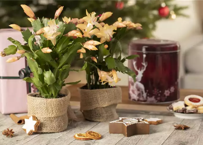 ZIMMERPFLANZEN FÜR DEIN ZUHAUSE ZIMMERPFLANZEN FÜR DEIN ZUHAUSE