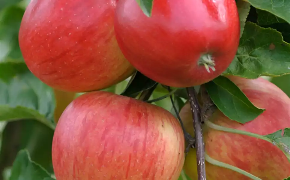 Obst aus dem eigenem Garten - Apfel, Birne, Kirsche und Co.