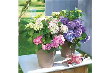 BLüHENDE HORTENSIEN! BLüHENDE HORTENSIEN!