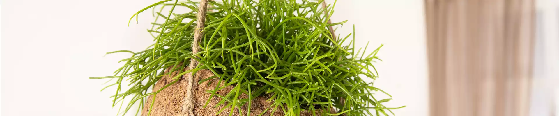 Rhipsalis baccifera