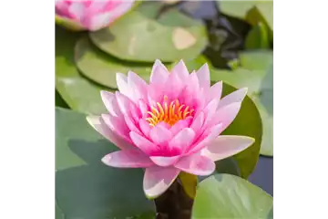 WASSERGARTEN! WASSERGARTEN!