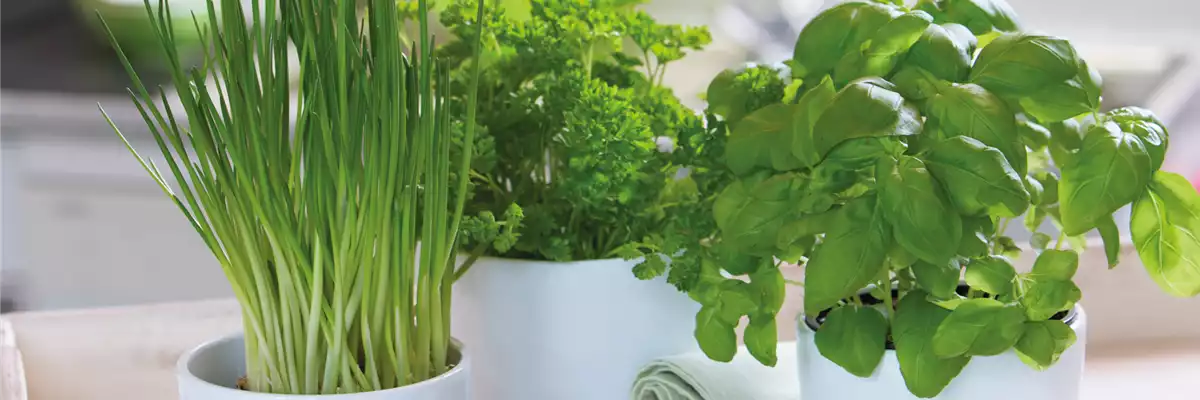 WIE GEHT... KüCHENKRäUTER