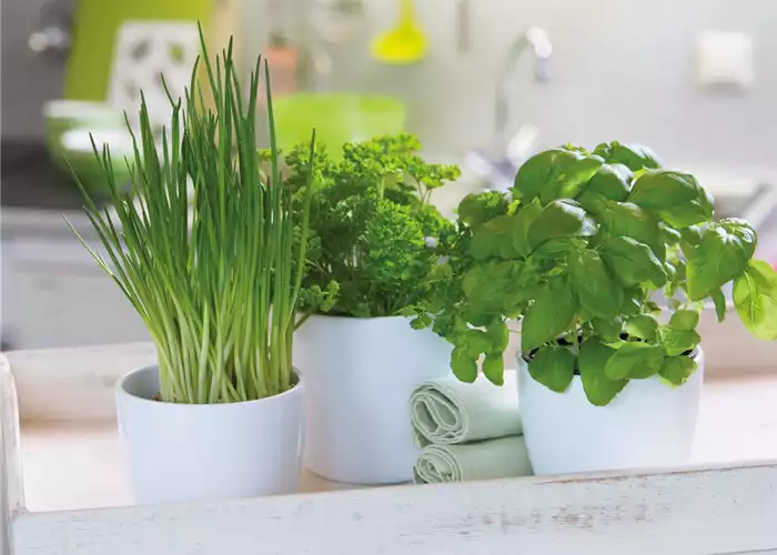 WIE GEHT... KüCHENKRäUTER