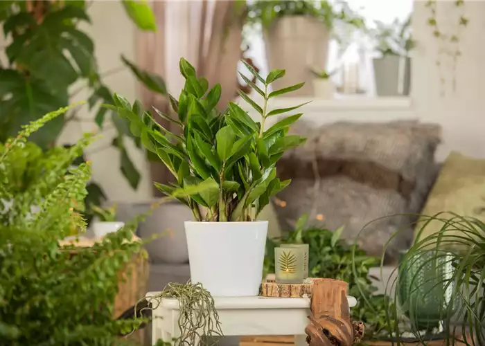 ZAMIOCULCAS - BESONDERS PFLEGELEICHT! ZAMIOCULCAS - BESONDERS PFLEGELEICHT!