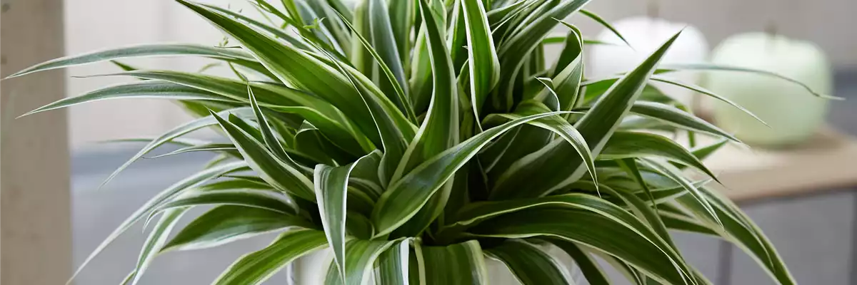 WIE GEHT... LUFTVERBESSERUNG?