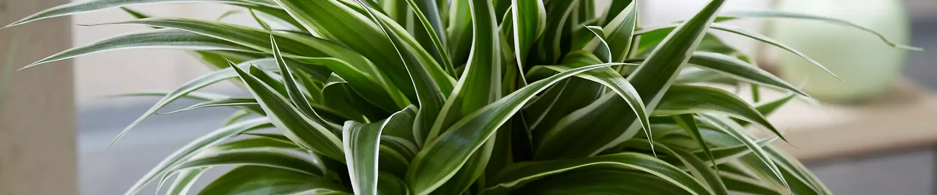 WIE GEHT... LUFTVERBESSERUNG?