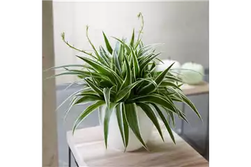 WIE GEHT... LUFTVERBESSERUNG? WIE GEHT... LUFTVERBESSERUNG?