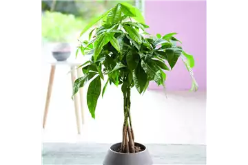 LEBE GRüNER! LEBE GRüNER!