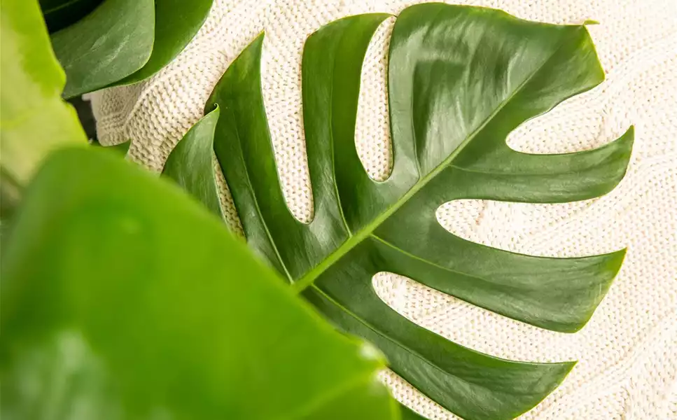 In der florawelt gibt es die schönsten zimmerpflanzen - Was erwartet Dich in unserer Zimmerpflanzenabteilung? In der florawelt gibt es die schönsten zimmerpflanzen - Was erwartet Dich in unserer Zimmerpflanzenabteilung?