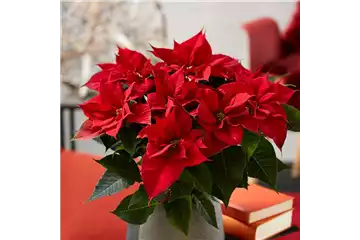 WIE GEHT... WEIHNACHTSSTERN PFLEGEN? WIE GEHT... WEIHNACHTSSTERN PFLEGEN?