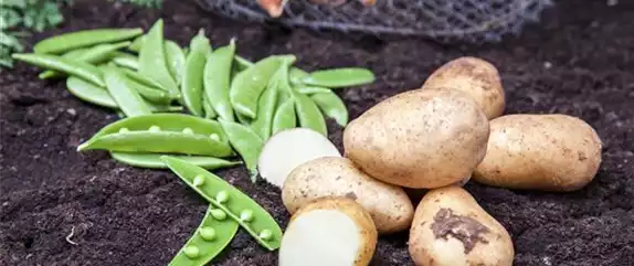 ERNTEDANKFEST  ERNTEDANKFEST