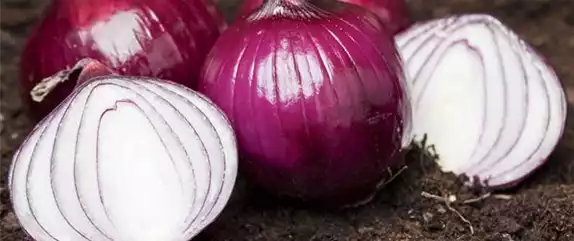 ERNTEDANKFEST  ERNTEDANKFEST