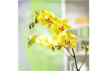 EXOTISCH SCHöN! EXOTISCH SCHöN!