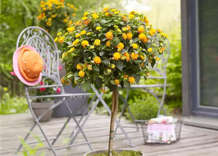 WIE GEHT... KüBEL BEPFLANZEN? WIE GEHT... KüBEL BEPFLANZEN?