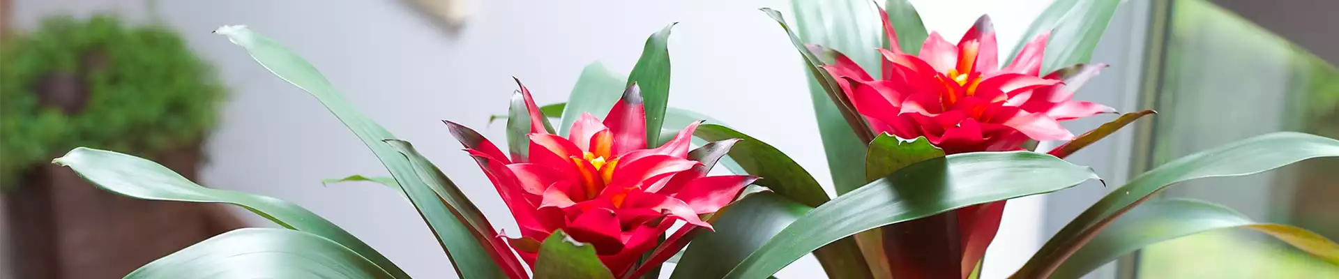 GUZMANIA - HYBRIDE