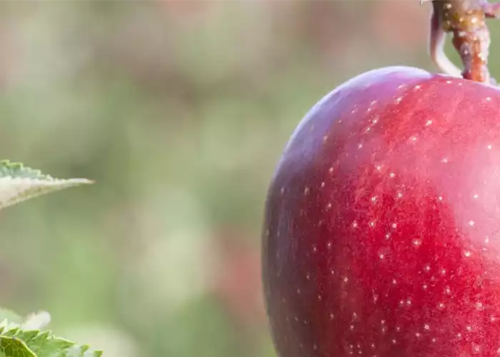 Obstbäume schneiden