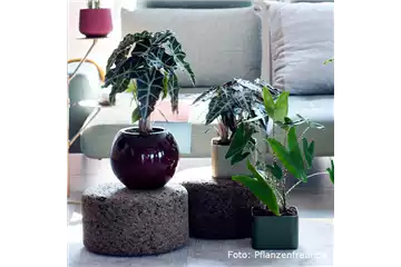 IN DIE TöPFE, FERTIG, LOS! IN DIE TöPFE, FERTIG, LOS!