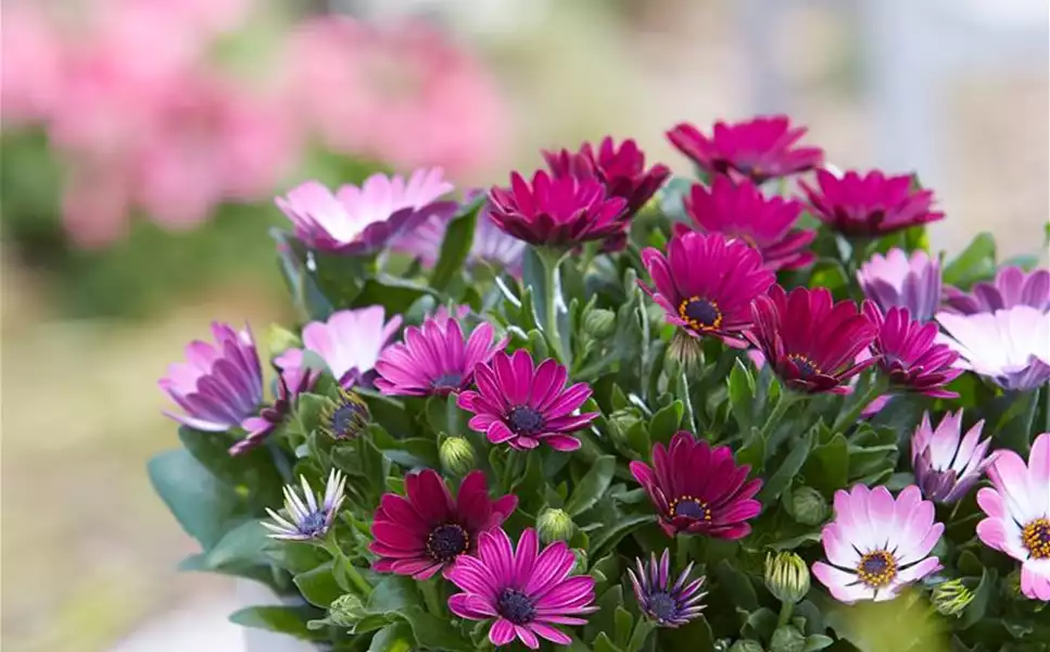 Balkon & Terrasse - Die schönsten Blüten und Blätter! Balkon & Terrasse - Die schönsten Blüten und Blätter!