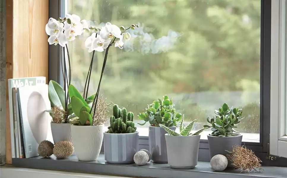 Zimmerpflanzen - Blätter und Blüten Zimmerpflanzen - Blätter und Blüten