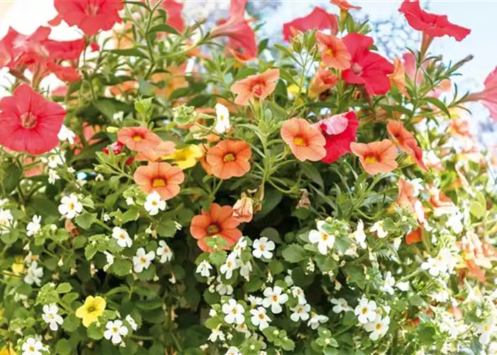 HäNGENDE GäRTEN FüR DEN BALKON