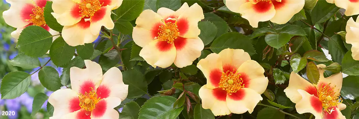 INSEKTENFREUNDLICHER ROSENGARTEN!