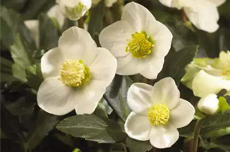 SCHöNE CHRISTROSEN!