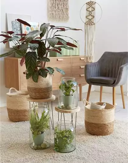 RAUMKLIMA MIT ZIMMERPFLANZEN!