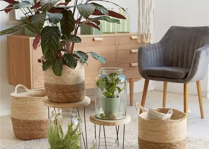 RAUMKLIMA MIT ZIMMERPFLANZEN! RAUMKLIMA MIT ZIMMERPFLANZEN!