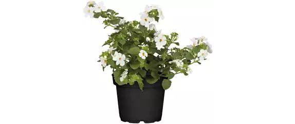 SOMMERLICHE BLÜTENPRACHT!