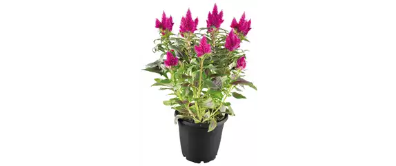 SO SCHöN BLüHT ES IM BEET! 