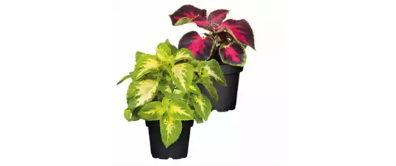 SO SCHöN BLüHT ES IM BEET! 