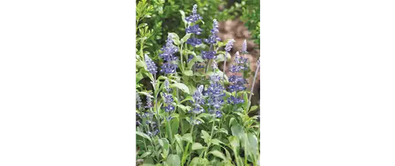 SO SCHöN BLüHT ES IM BEET! 