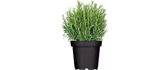 URLAUBSGEFÜHLE ZUHAUSE! 