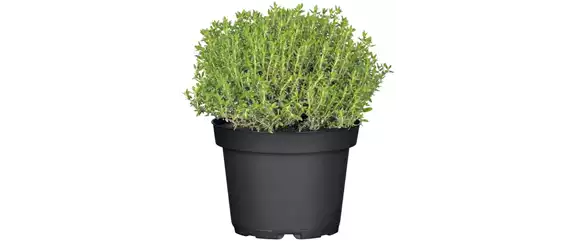 URLAUBSGEFÜHLE ZUHAUSE! 