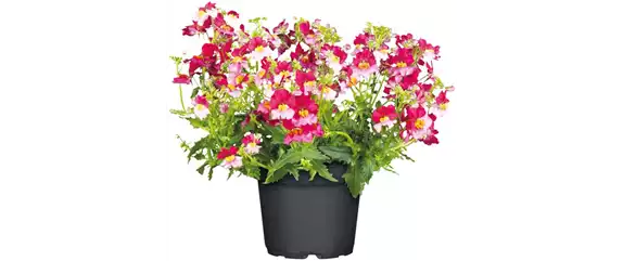 URLAUB AUF DEM BALKON! 