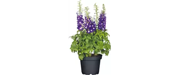 SOMMER IM STAUDENGARTEN!