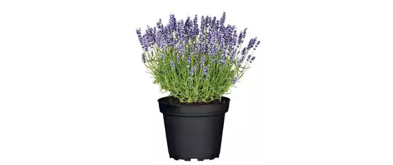 SOMMER IM STAUDENGARTEN!