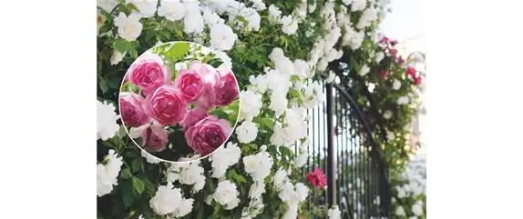 ELEGANTER ROSENGARTEN! 