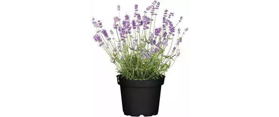ELEGANTER ROSENGARTEN! 