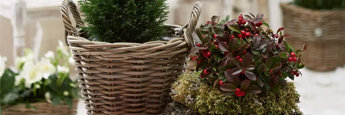 IMMERGRüNE OUTDOORSTARS