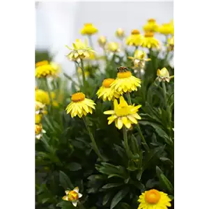 PFLANZE DES MONATS MAI: STROHBLUME