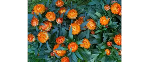 PFLANZE DES MONATS MAI: STROHBLUME