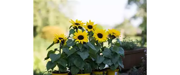 SONNENBLUME