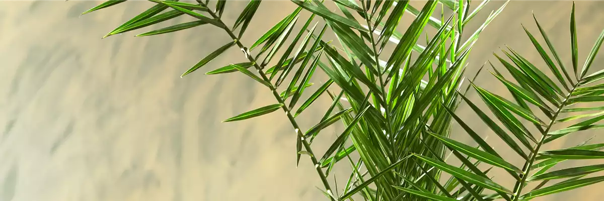 KANARISCHE DATTELPALME