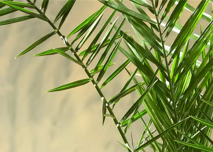 KANARISCHE DATTELPALME