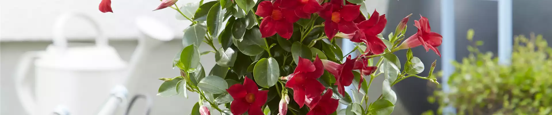 PFLANZE DES MONATS APRIL: DIPLADENIE